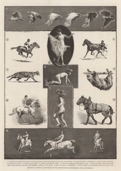Ruchy zwierząt zilustrowane natychmiastowymi zdjęciami pana Muybridge