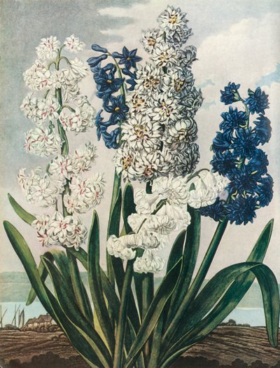 „Hiacynty”, 1801, 1948. autorstwa Thomas Warner