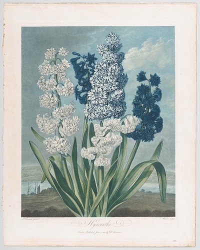 Hiacynty, ze Świątyni Flory, czyli Ogrodu Natury, 1 czerwca 1801 r., 1 czerwca 1801 r. autorstwa Thomas Warner