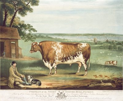 Mały byk rogaty, patriota, rytowany przez Williama Warda, Shrewsbury, 1810 (kolor grawerowany) autorstwa Thomas Weaver