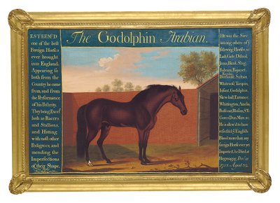 Godolphin Arabian (olej na płótnie) autorstwa Thomas of Pall Mall Butler