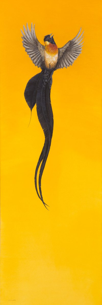 Soar;Żółty autorstwa Tim Hayward