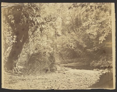 [Scena w dżungli: View of Thatched Hut of Palm Fronds, Isthmus of Darién (Panama)] autorstwa Timothy H. OSullivan