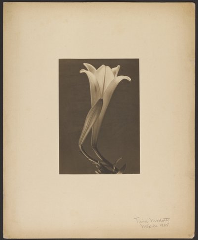 Nr 1. autorstwa Tina Modotti