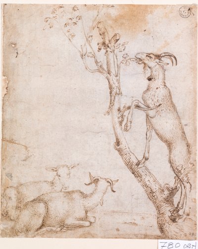 Vuohet laitumella (kynä ja muste paperille) kiillotusaine autorstwa Titian (c.1488-1576)