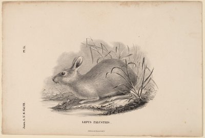 Zając Bagienny autorstwa Titian Ramsay Peale