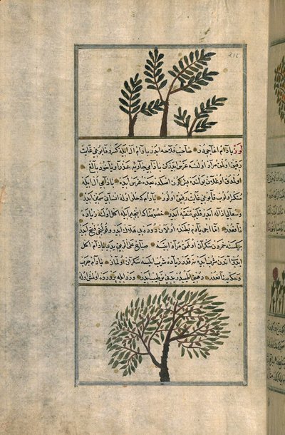 Kadzidło nad drzewem migdałowym, według traktatu Zakariya ibn Muhammada al-Qazwini (atrament i pigmenty na papierze europejskim) autorstwa Turkish School