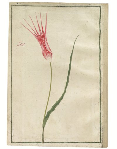 „Nazende-Âl” (pogardliwy szkarłat), czerwony i kremowy tulipan, ok. 1725 r. (akwarela i rysunek w kolorze ciała) autorstwa Turkish School