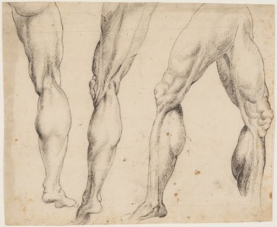 Noga. Studia anatomii autorstwa Ubekendt