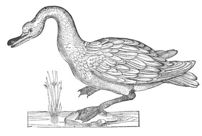 Ornithologiae hoc est de avibus historiae libri XII autorstwa Ulisse Aldrovandi