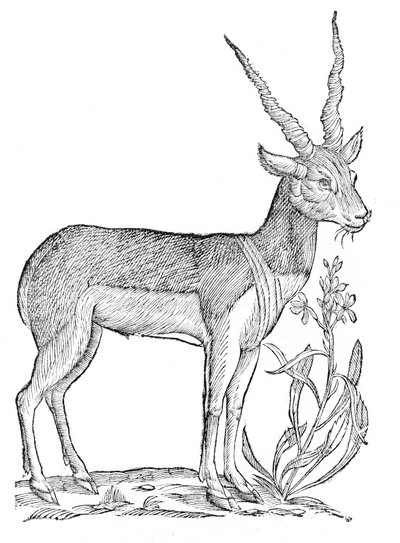 Quadrupedum omnium bisulcorum historia autorstwa Ulisse Aldrovandi