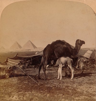 Dziecko pustyni, Egipt, 1896 autorstwa Unbekannt