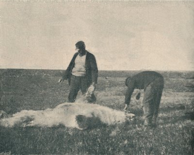 Martwy niedźwiedź na Wyspie Reniferów 21 sierpnia 1893 , 1893 1897 autorstwa Unbekannt