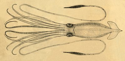 Diagram przedstawiający kałamarnicę olbrzymią, 1881. autorstwa Unbekannt