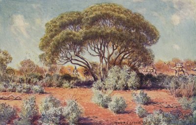 Żyzne miejsce w Australii Środkowej, 1923. autorstwa Unbekannt