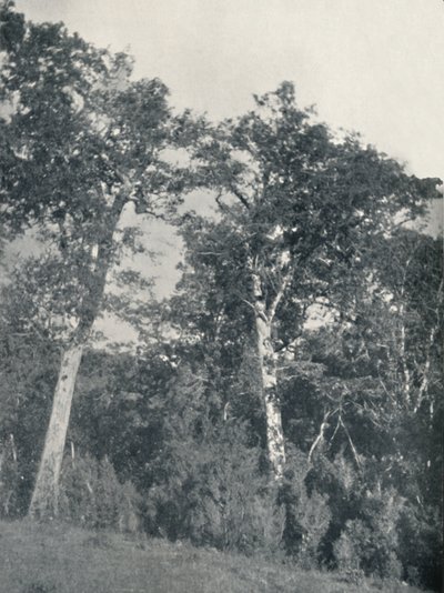 Las buków antarktycznych w Temuco, 1911 autorstwa Unbekannt