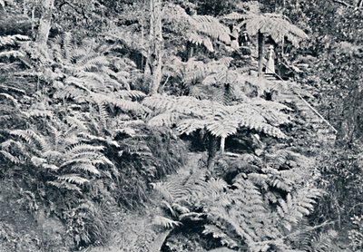 Las Paproci Drzewnych, Leura, Góry Błękitne, ok. 1900. autorstwa Unbekannt