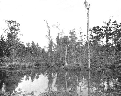Bagno Luizjany, USA, ok. 1900 r. autorstwa Unbekannt
