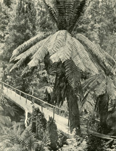 Rustykalny most, 1901. autorstwa Unbekannt