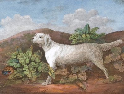 Seter: W lewo, z kuropatwą chowającą się wśród łopianów po lewej stronie, ok. godz. 1805. autorstwa Unbekannt