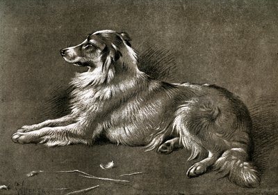 Owczarek, 1901 autorstwa Unbekannt