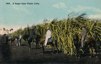 Pole trzciny cukrowej, Kuba, 1912. autorstwa Unbekannt