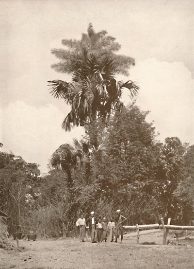 Kwitnąca palma talipot, 1900. autorstwa Unbekannt