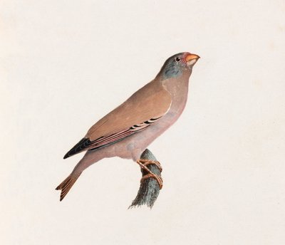 Kolorowa ilustracja ptaka autorstwa Unbekannt