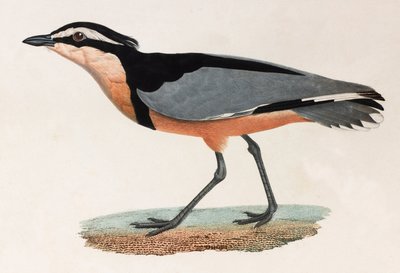 Kolorowa ilustracja ptaka autorstwa Unbekannt