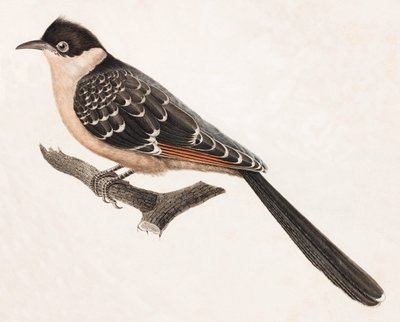 Kolorowa ilustracja szarego ptaka autorstwa Unbekannt