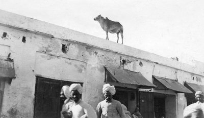 Krowa na dachu budynku, Nowshera, Indie, 1916-1917 autorstwa Unbekannt