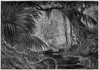 Scena leśna w Peru, 1877 autorstwa Unbekannt