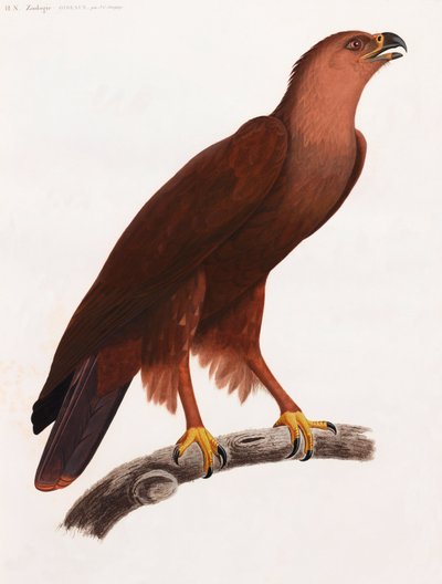 Całostronicowa kolorowa ilustracja brązowego ptaka na gałęzi autorstwa Unbekannt