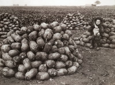 Mała dziewczynka ze stosami zebranej rzepy, niedaleko Landskrony, Szwecja, 1910 autorstwa Unbekannt
