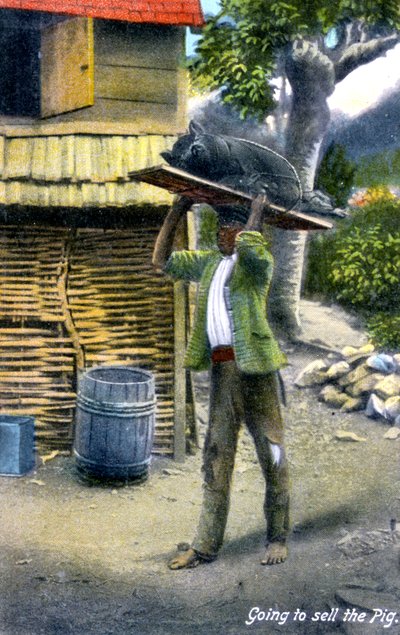 Mężczyzna w drodze na targ, żeby sprzedać świnię, Jamajka, ok. 1900 autorstwa Unbekannt