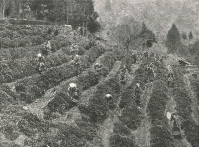 Plantacja herbaty pod miastem, Kobe, Japonia, 1895. autorstwa Unbekannt