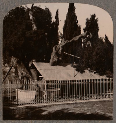 Dąb Abrahams koło Hebronu, ok. 1900 autorstwa Unbekannt