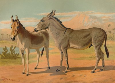 Abisyński dziki męski tyłek i żeński indyjski onager, c1879. autorstwa Unbekannt