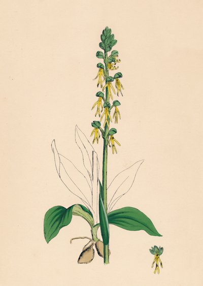 Aceras anthropophora. Człowiek Orchis, XIX w. autorstwa Unbekannt