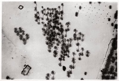 Widok z lotu ptaka cieni palm na arabskiej pustyni, z Zeppelina, 1931 1933 autorstwa Unbekannt