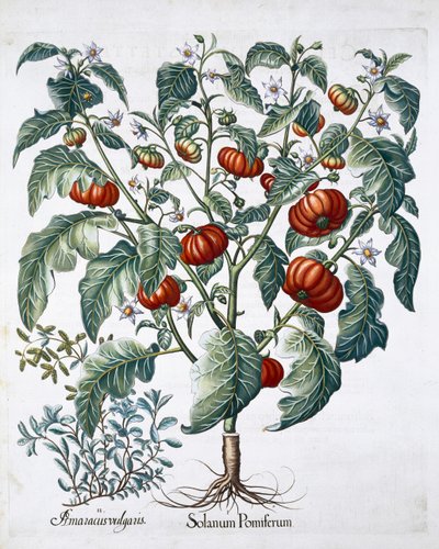 Afrykańskie rośliny pomidora i majeranku, 1613 autorstwa Unbekannt