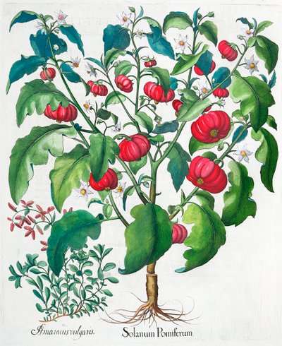 Afrykańskie rośliny pomidora i majeranku, 1613 autorstwa Unbekannt