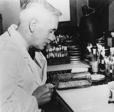 Alexander Fleming, szkocki bakteriolog w swoim laboratorium, lata 30. XX wieku autorstwa Unbekannt