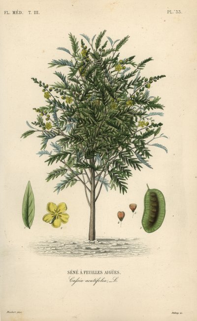 Senna aleksandryjska, Senna alexandrina, Cassia acutifolia, Sene a feuilles aigues autorstwa Unbekannt