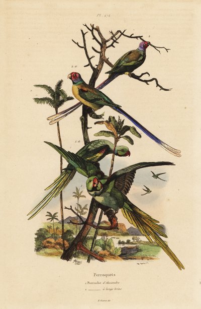 papuga długoogonowa , papuga długoogonowa , papuga długoogonowa , papuga długoogonowa , papuga długoogonowa , papuga długoogonowa autorstwa Unbekannt