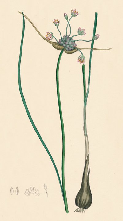 Allium oleraceum var. prawdziwy. Czosnek polny, odm. a, XIX wiek autorstwa Unbekannt