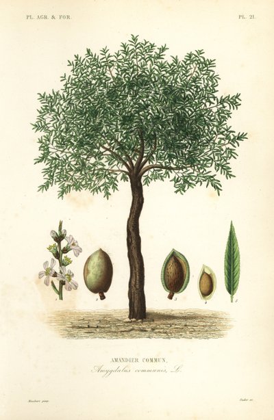 Migdałowiec, Prunus dulcis, Migdałowiec pospolity autorstwa Unbekannt