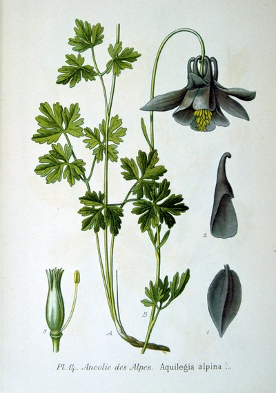 Orlik alpejski, 1893 autorstwa Unbekannt