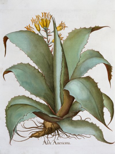 Amerykański Aloes Aloes Americana, 1613 autorstwa Unbekannt