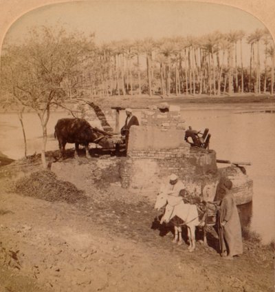 Egipcjanka Sakiyeh, czerpiąca wodę z Nilu do nawadniania, Egipt, 1896 r. autorstwa Unbekannt